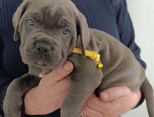 Кане-корсо: Сірі малюки з широким кістяком