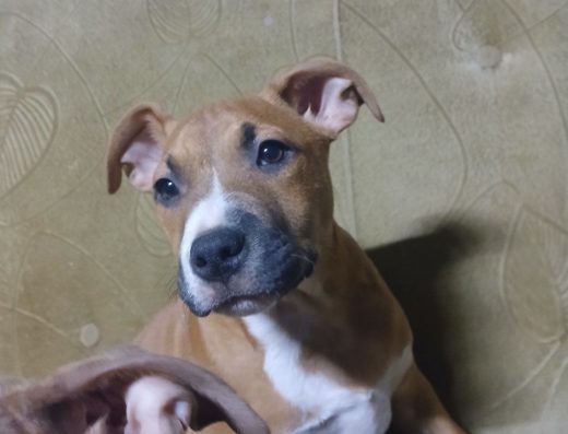 Американський стаффордширський тер’єр: Прекрасні дівчатка