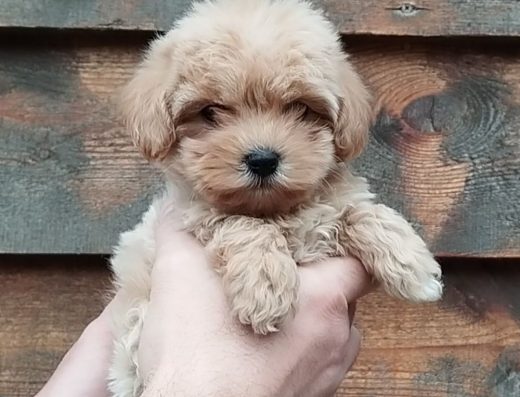 Мальтіпу F1 та F2: Цуценята з розплідника