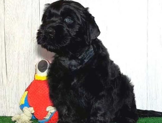 Чорний тер’єр: Цуценята від розплідника “Зі Славного Дому”