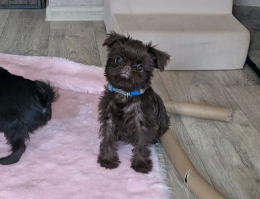 Брюссельський грифон: Шоколадний хлопчик з родоводом