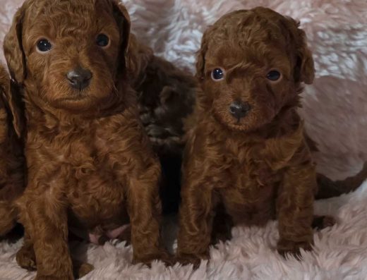 Пудель: Мініатюрні та той-пуделі Red Brown/Red