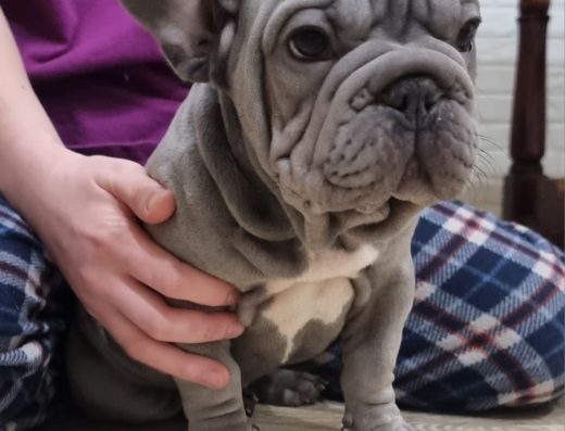 Французький бульдог: Хлопчик Big rope velvet