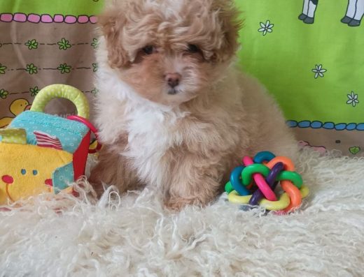 Помапу та Мальтіпу: Чарівні дівчатка з бебі-фейсом