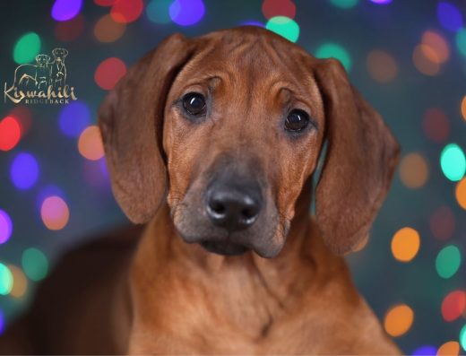 Родезійський ріджбек: Дівчинка з шоу-перспективою