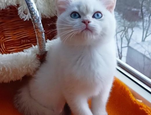 Неймовірно красивий котик золота шиншила поінт з блакитними очима