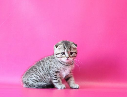 Ласкове чистопородні котята! Київ, м.Голосеевскя