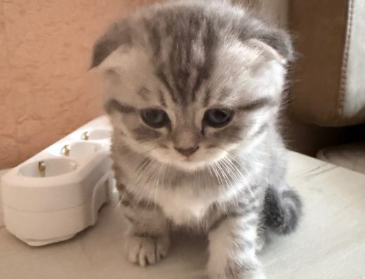 Шотландські кошенята