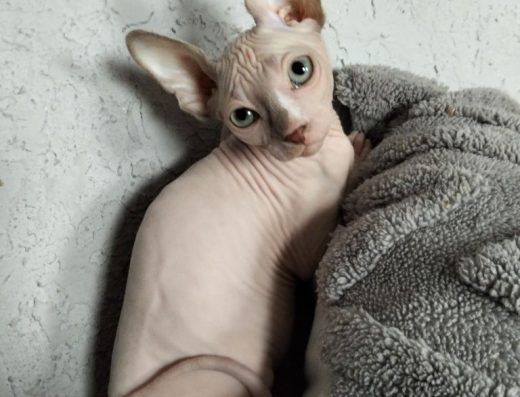 Канадський сфінкс