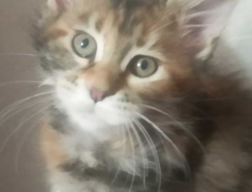 Кошенята Мейн -кунята 2 місяці.дівчатка і хлопчики.