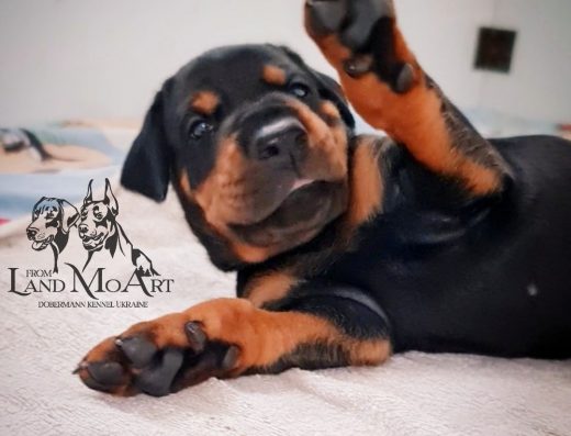Доберман: Цуценята з розплідника “From Land Moart”