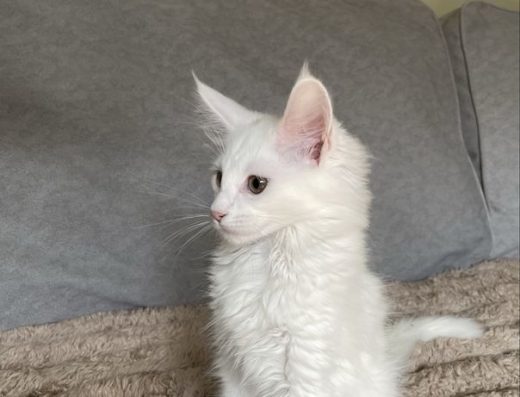 Мейн кун кошенятка!