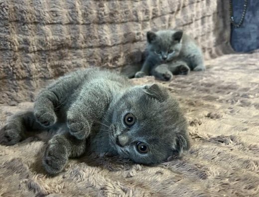 Британські кошенята