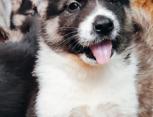 Американська акіта: Породні чистокровні малюки