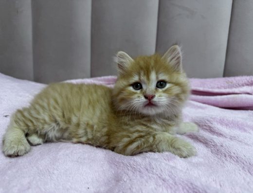 Скотіш (хайленд) страйт, рудий, рижий таббі, хлопчик