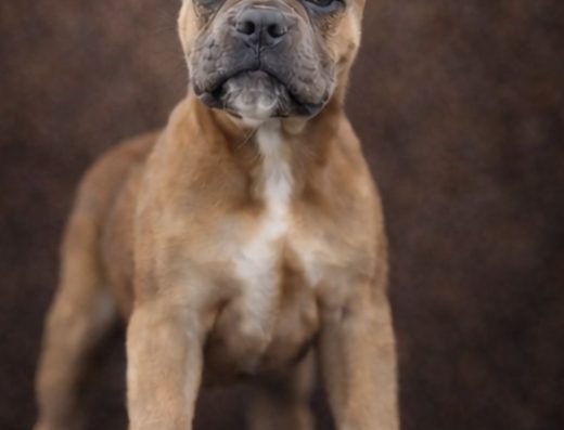 Кане-корсо: Шикарний хлопчик рідкісного забарвлення форментино