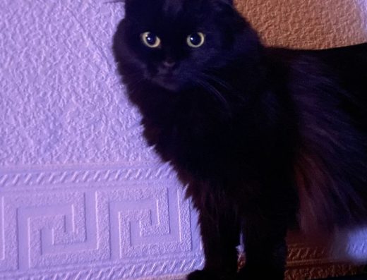 Кошенята шотландці