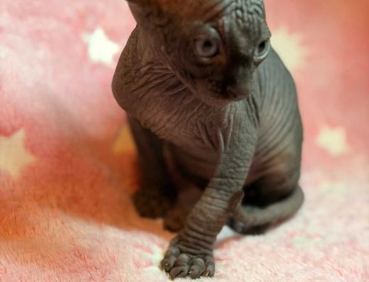 Канадський сфінкс