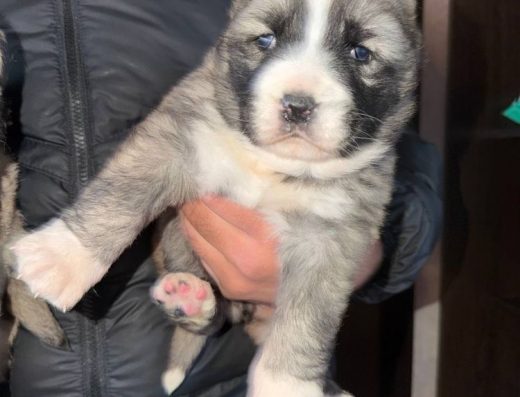 Кавказька вівчарка: Дівчинка від породистих батьків