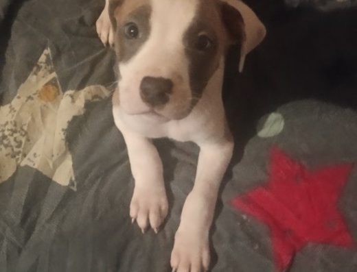 Американський пітбультер’єр: Активні малюки у пошуках родини