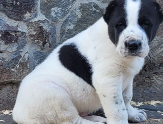 Середньоазіатська вівчарка: Хлопчик від племінної пари