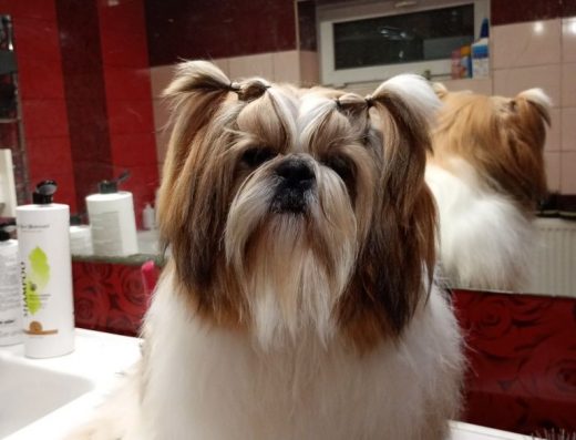 Ши-тцу: Шикарні цуценята з документами КСУ