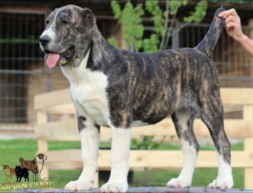 Середньоазіатська вівчарка: Тигрова дівчинка від “OSMAN GUYJE”