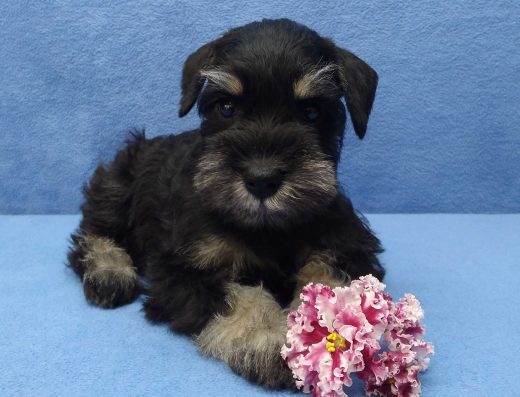 Цвергшнауцер: Чарівні малюки чорного зі сріблом окрасу