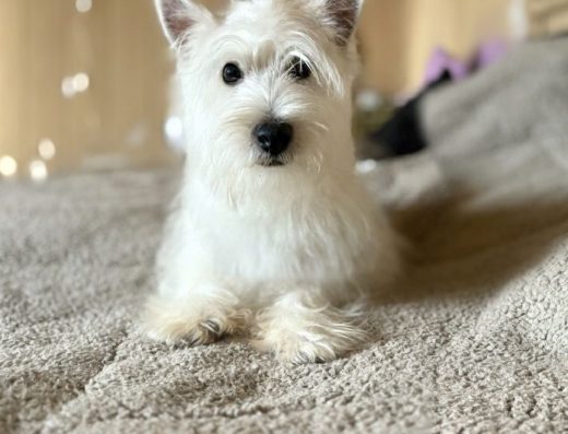 Вест-хайленд-уайт-тер’єр: Розумний білосніжний хлопчик