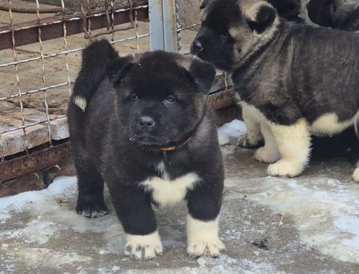 Американська акіта: Спокійні та врівноважені малюки