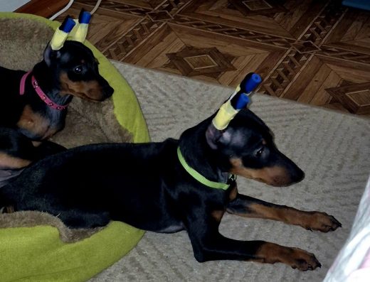 Цвергпінчер: Грайливі малюки від титулованих батьків