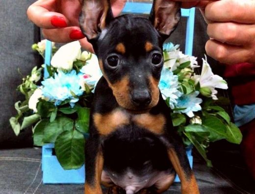 Цвергпінчер: Перспективний хлопчик для виставок