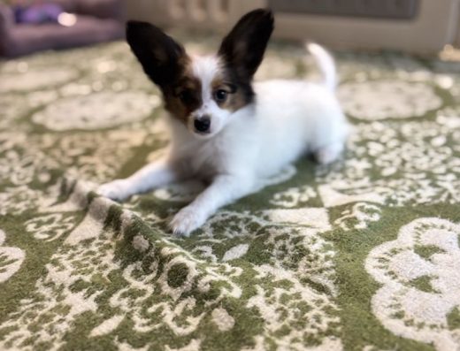 Папійон: Цуценята від титулованої пари розплідника “Majestic Victorious”