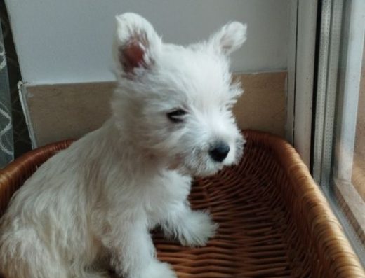 Вест-хайленд-уайт-тер’єр: Білосніжні малюки для вашої родини