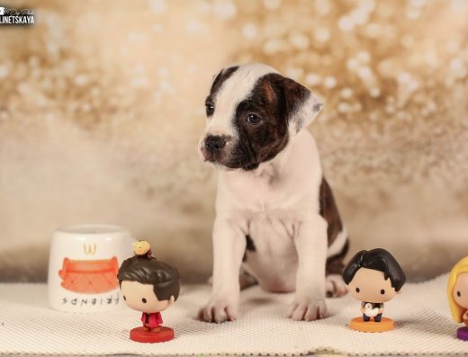 Стаффордширський бультер’єр: Веселі бешкетники від перевірених батьків