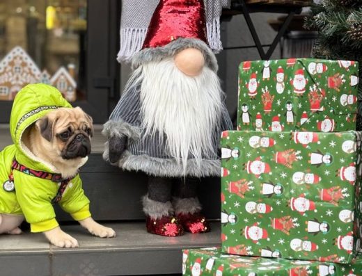 Мопс: Хлопчик від батьків виставкового класу