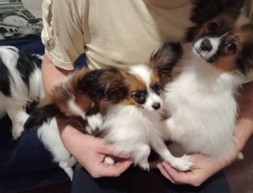 Папійон: Чудовий малюк забарвлення триколор