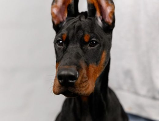 Доберман: Найкращий малюк для шоу та спорту
