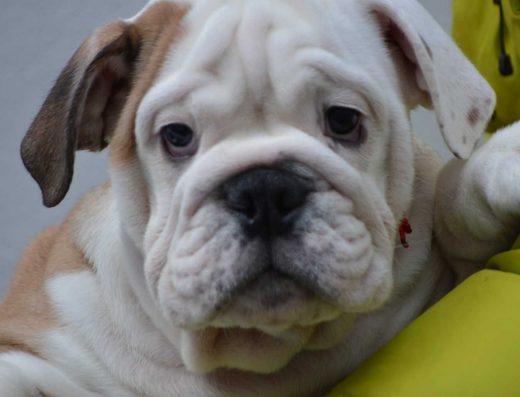 Англійський бульдог: Чемний хлопчик від розплідника “Слов’янський Ідол”