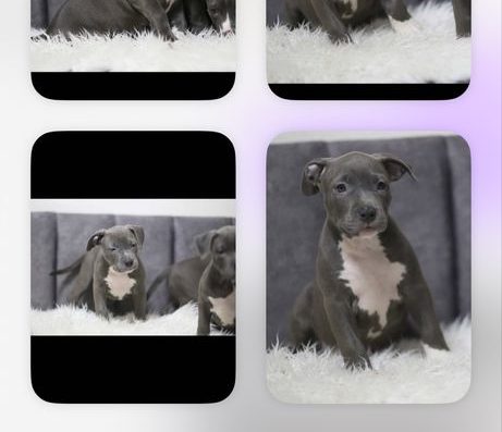 Американський стаффордширський тер’єр: Майбутня зірка шукає родину