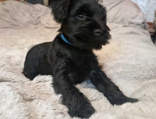 Цвергшнауцер: Чорні перлини від титулованих батьків