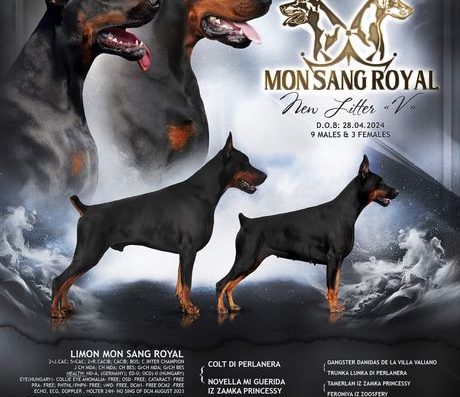 Доберман: Топ-цуценя для серйозних власників