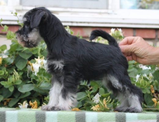 Цвергшнауцер: Хлопчик є та дівчатка чорного зі сріблом забарвлення