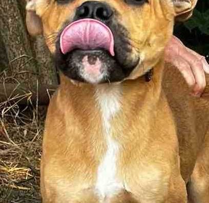 Ка-де-бо: Активний хлопчик породи Майоркський мастиф