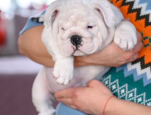 Англійський бульдог: Білосніжний малюк “Odin Imperial Power”