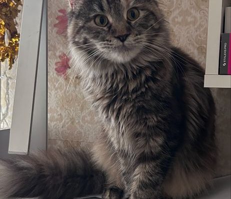 Продам кішку Мейн-кун. 6 місяців. Не стерилізована. Краще писати