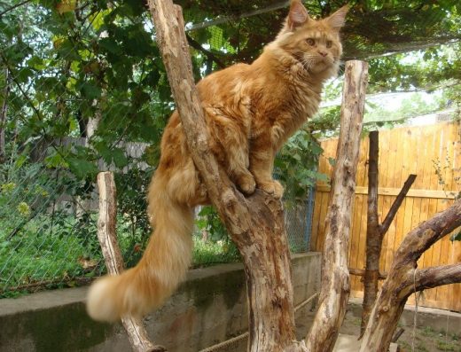 Кошенята Maine Coon яскраво червоні