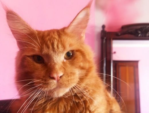 Рижий красень Кент