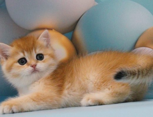 Золота яскрава британська принцеса