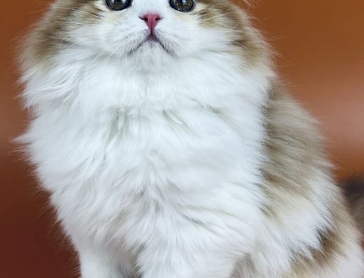 Шотландське висловухе кошеня, хлопчик.